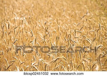 Stock Image - "Wheat field, Provence, France, Europe". Fotosearch