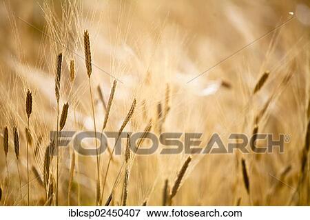 "Wheat field, Provence, France, Europe" View Large Photo Image Stock Photo - "Wheat field, Provence, France, Europe". Fotosearch