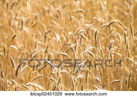 "Wheat field, Provence, France, Europe" View Large Photo Image Stock Photo - "Wheat field, Provence, France, Europe". Fotosearch