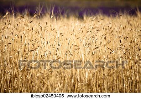 Stock Photography - "Wheat field, Provence, France, Europe". Fotosearch