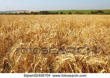 Wheat field ready to be harvested View Large Photo Image Picture - Wheat field ready to be harvested. Fotosearch