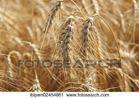 Wheat field ready to be harvested View Large Photo Image Stock Image - Wheat field ready to be harvested. Fotosearch