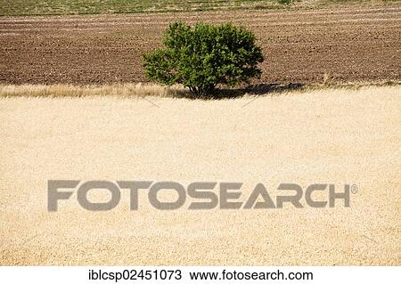 "Wheat field, Vaucluse, Provence, France, Europe" View Large Photo Image Stock Image - "Wheat field, Vaucluse, Provence, France, Europe". Fotosearch