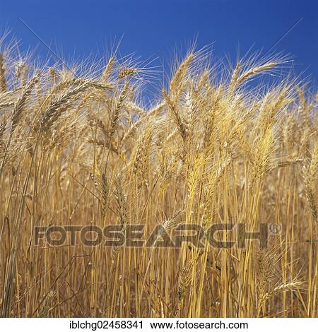 "Wheat field, Wheat (Triticum)" View Large Photo Image Stock Image - "Wheat field, Wheat (Triticum)". Fotosearch