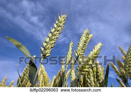 Stock Image - "Wheat (Triticum aestivum) crop, close-up of ripening ears, England, United Kingdom, Europe". Fotosearch