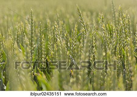 Stock Image - "Wheat (Triticum), ears of wheat in a field, Coswig, Saxony, Germany, Europe". Fotosearch