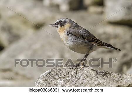 Stock Image - "Wheatear (Oenanthe Oenanthe), captive, Innsbruck Alpine Zoo, Tyrol, Austria, Europe". Fotosearch