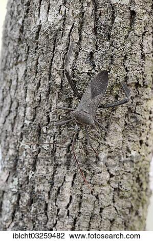 "Wheel Bug (Arilus cristatus) on a tree, Corkscrew Swamp Sanctuary, Florida, United States, North America" View Large Photo Image Stock Image - "Wheel Bug (Arilus cristatus) on a tree, Corkscrew Swamp Sanctuary, Florida, United States, North America". Fotosearch