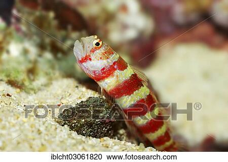 "Wheeler's Watchman Goby or Burgundy Shrimpgoby (Amblyeleotris wheeleri, Cryptocentrus wheeleri), native to the tropical Indo-Pacific Ocean, captive, North Rhine-Westphalia, Germany, Europe" View Large Photo Image Stock Image - "Wheeler's Watchman Goby or Burgundy Shrimpgoby (Amblyeleotris wheeleri, Cryptocentrus wheeleri), native to the tropical Indo-Pacific Ocean, captive, North Rhine-Westphalia, Germany, Europe". Fotosearch