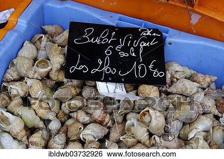 "Whelks for sale, Le Treport, Departement Seine-Maritime, Upper Normandy, France, Europe" View Large Photo Image Stock Photograph - "Whelks for sale, Le Treport, Departement Seine-Maritime, Upper Normandy, France, Europe". Fotosearch
