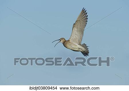 "Whimbrel (Numenius phaeopus) in display flight, Shetland Islands, Scotland, United Kingdom, Europe" View Large Photo Image Picture - "Whimbrel (Numenius phaeopus) in display flight, Shetland Islands, Scotland, United Kingdom, Europe". Fotosearch