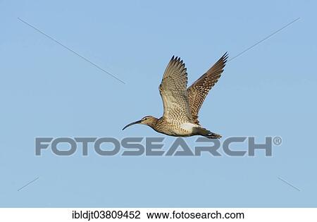 "Whimbrel (Numenius phaeopus) in flight, Shetland Islands, Scotland, United Kingdom, Europe" View Large Photo Image Stock Image - "Whimbrel (Numenius phaeopus) in flight, Shetland Islands, Scotland, United Kingdom, Europe". Fotosearch