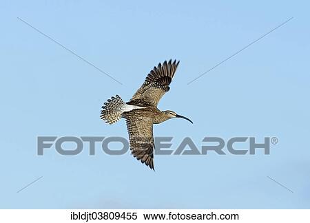 "Whimbrel (Numenius phaeopus) in display flight, Shetland Islands, Scotland, United Kingdom, Europe" View Large Photo Image Stock Photography - "Whimbrel (Numenius phaeopus) in display flight, Shetland Islands, Scotland, United Kingdom, Europe". Fotosearch