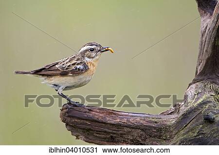 "Whinchat (Saxicola rubetra), foraging, Middle Elbe Biosphere Reserve, Saxony-Anhalt, Germany, Europe" View Large Photo Image Stock Image - "Whinchat (Saxicola rubetra), foraging, Middle Elbe Biosphere Reserve, Saxony-Anhalt, Germany, Europe". Fotosearch