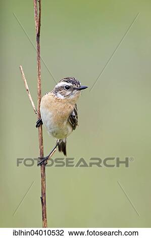 "Whinchat (Saxicola rubetra), Middle Elbe Biosphere Reserve, Saxony-Anhalt, Germany, Europe" View Large Photo Image Stock Image - "Whinchat (Saxicola rubetra), Middle Elbe Biosphere Reserve, Saxony-Anhalt, Germany, Europe". Fotosearch