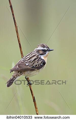 "Whinchat (Saxicola rubetra), Middle Elbe Biosphere Reserve, Saxony-Anhalt, Germany, Europe" View Large Photo Image Stock Image - "Whinchat (Saxicola rubetra), Middle Elbe Biosphere Reserve, Saxony-Anhalt, Germany, Europe". Fotosearch
