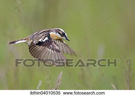 "Whinchat (Saxicola rubetra), stationary flight, Middle Elbe Biosphere Reserve, Saxony-Anhalt, Germany, Europe" View Large Photo Image Stock Photography - "Whinchat (Saxicola rubetra), stationary flight, Middle Elbe Biosphere Reserve, Saxony-Anhalt, Germany, Europe". Fotosearch