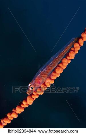 "Whipcoral Dwarf Goby (Bryaninops youngei), adult, resting on whip coral, Lembeh Straits, Sulawesi, Sunda Islands, Indonesia, Southeast Asia, Asia" View Large Photo Image Picture - "Whipcoral Dwarf Goby (Bryaninops youngei), adult, resting on whip coral, Lembeh Straits, Sulawesi, Sunda Islands, Indonesia, Southeast Asia, Asia". Fotosearch
