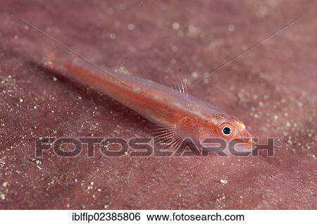 "Whipcoral Dwarf Goby (Bryaninops yongei), adult, Batanta Island, Raja Ampat Islands, Four Kings, West Papua, New Guinea, Indonesia, Southeast Asia, Asia" View Large Photo Image Stock Photograph - "Whipcoral Dwarf Goby (Bryaninops yongei), adult, Batanta Island, Raja Ampat Islands, Four Kings, West Papua, New Guinea, Indonesia, Southeast Asia, Asia". Fotosearch