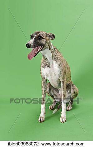 "Whippet, female, 8 months" View Large Photo Image Stock Image - "Whippet, female, 8 months". Fotosearch