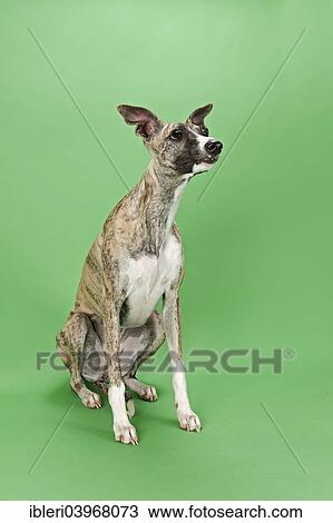"Whippet, female, 8 months" View Large Photo Image Stock Image - "Whippet, female, 8 months". Fotosearch