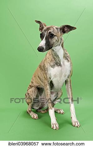 "Whippet, female, 8 months" View Large Photo Image Stock Photo - "Whippet, female, 8 months". Fotosearch