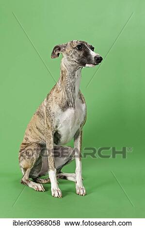 "Whippet, female, 8 months" View Large Photo Image Stock Photo - "Whippet, female, 8 months". Fotosearch