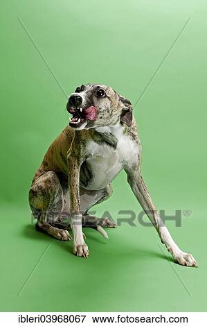 "Whippet, female, 8 months" View Large Photo Image Stock Photo - "Whippet, female, 8 months". Fotosearch