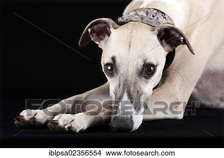 Whippet View Large Photo Image Picture - Whippet. Fotosearch