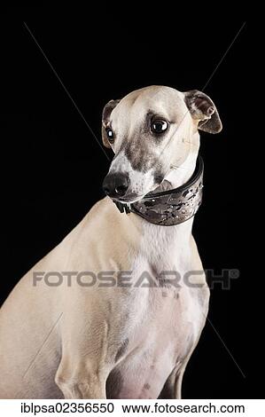 Whippet View Large Photo Image Stock Image - Whippet. Fotosearch