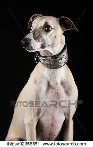 Whippet View Large Photo Image Stock Image - Whippet. Fotosearch