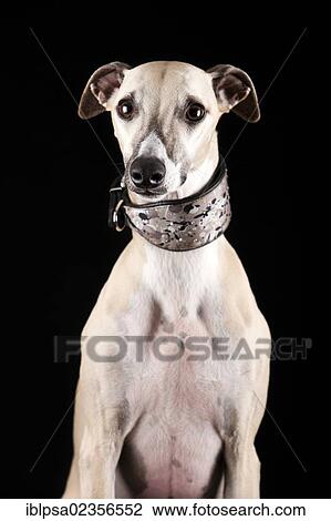 Whippet View Large Photo Image Stock Image - Whippet. Fotosearch