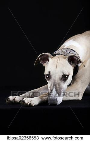 Whippet View Large Photo Image Stock Image - Whippet. Fotosearch