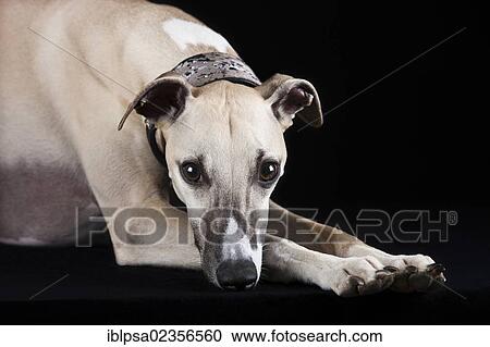 Whippet View Large Photo Image Stock Image - Whippet. Fotosearch