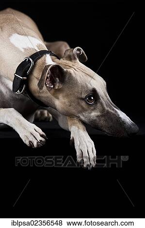 Whippet View Large Photo Image Stock Photo - Whippet. Fotosearch