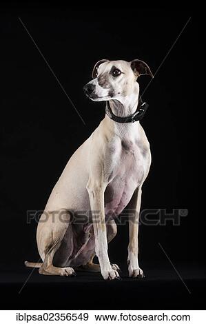Whippet View Large Photo Image Stock Photo - Whippet. Fotosearch