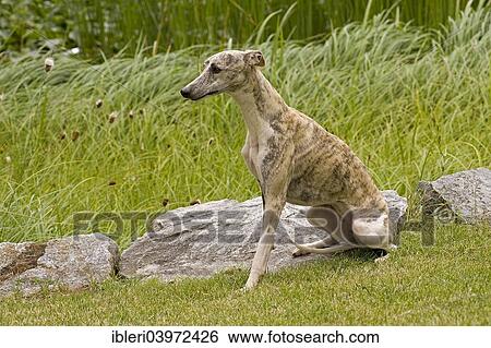 Whippet View Large Photo Image Stock Photograph - Whippet. Fotosearch