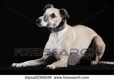 Stock Photograph - Whippet. Fotosearch