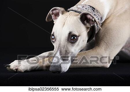Whippet View Large Photo Image Stock Photography - Whippet. Fotosearch