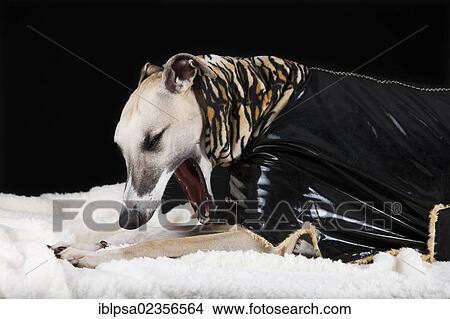 Whippet wearing a vinyl coat with a tiger-skin pattern View Large Photo Image Picture - Whippet wearing a vinyl coat with a tiger-skin pattern. Fotosearch
