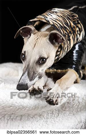 Whippet wearing a vinyl coat with a tiger-skin pattern View Large Photo Image Stock Image - Whippet wearing a vinyl coat with a tiger-skin pattern. Fotosearch