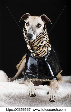 Whippet wearing a vinyl coat with a tiger-skin pattern View Large Photo Image Stock Photo - Whippet wearing a vinyl coat with a tiger-skin pattern. Fotosearch