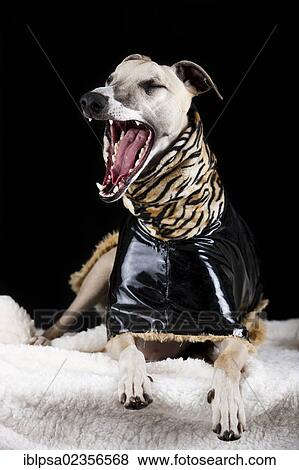 Whippet wearing a vinyl coat with a tiger-skin pattern View Large Photo Image Stock Photo - Whippet wearing a vinyl coat with a tiger-skin pattern. Fotosearch