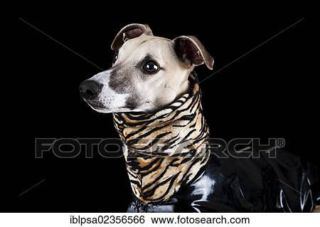 Whippet wearing a vinyl coat with a tiger-skin pattern View Large Photo Image Stock Photograph - Whippet wearing a vinyl coat with a tiger-skin pattern. Fotosearch