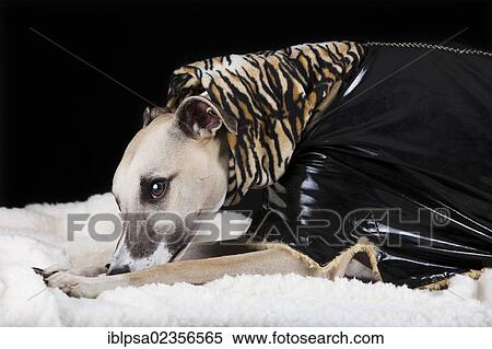 Whippet wearing a vinyl coat with a tiger-skin pattern View Large Photo Image Stock Photography - Whippet wearing a vinyl coat with a tiger-skin pattern. Fotosearch