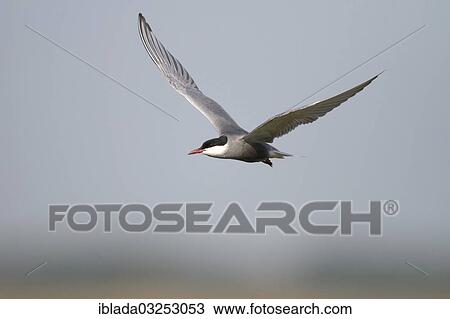Stock Image - "Whiskered Tern (Chlidonias hybrida) in flight, Fulopszallas, Hungary, Europe". Fotosearch