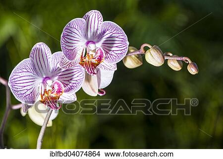 Picture - White and purple blossoms of an Orchid (Phalaenopsis). Fotosearch