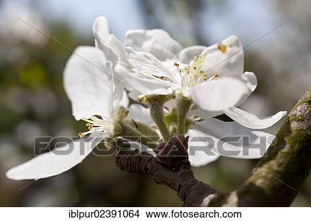 White apple blossoms on an apple tree (Malus) View Large Photo Image Picture - White apple blossoms on an apple tree (Malus). Fotosearch
