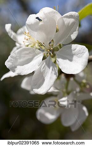 White apple blossoms on an apple tree (Malus) View Large Photo Image Stock Photography - White apple blossoms on an apple tree (Malus). Fotosearch