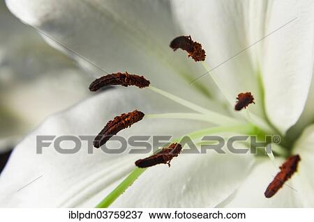 "White Asiatic lily (Lilium sp. ), closeup of stamen" View Large Photo Image Stock Photo - "White Asiatic lily (Lilium sp. ), closeup of stamen". Fotosearch